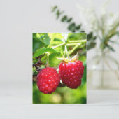 Carte Postale Framboises (Debout devant)