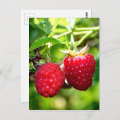 Carte Postale Framboises (Devant / Derrière)