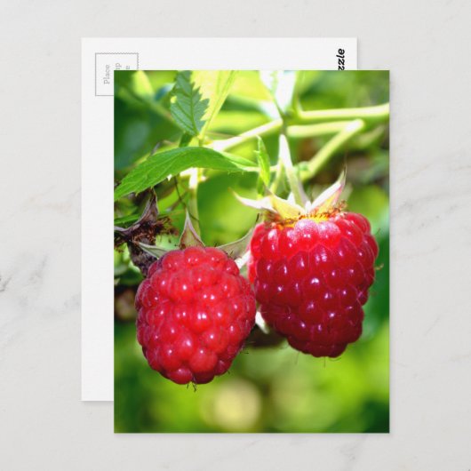 Carte Postale Framboises (Devant / Derrière)