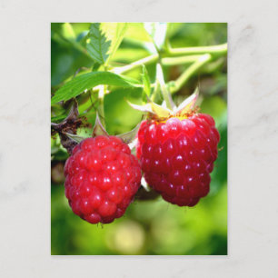 Carte Postale Framboises