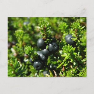 Carte Postale Framboises de l'île Unalaska