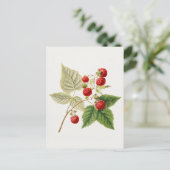 Carte Postale Framboises rouges (Rubus Xnégligectus) Peinture au (Debout devant)