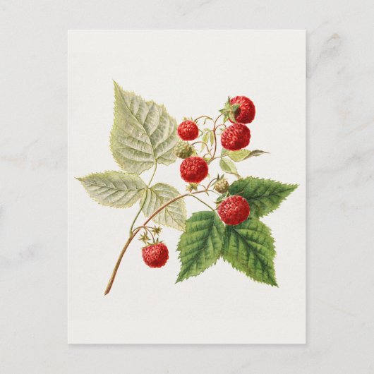 Carte Postale Framboises rouges (Rubus Xnégligectus) Peinture au (Devant)