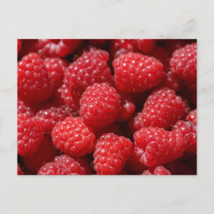 Carte Postale Framboises rouges sucrées et fraîches