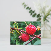 Carte Postale Framboises sauvages (Debout devant)