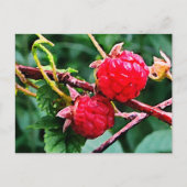 Carte Postale Framboises sauvages (Devant)