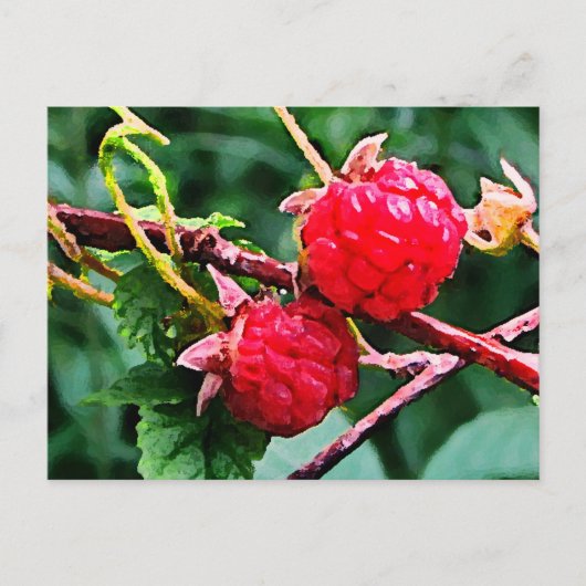 Carte Postale Framboises sauvages (Devant)