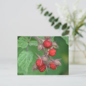 Carte Postale Framboises sauvages (Debout devant)