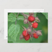 Carte Postale Framboises sauvages (Devant / Derrière)