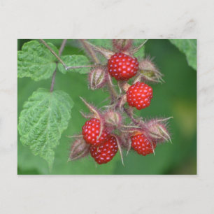 Carte Postale Framboises sauvages
