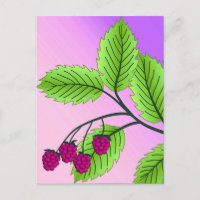 Framboises sur une branche