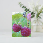 Carte Postale frambuesa frambuesa frambuesa (Debout devant)