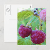 Carte Postale frambuesa frambuesa frambuesa (Devant / Derrière)