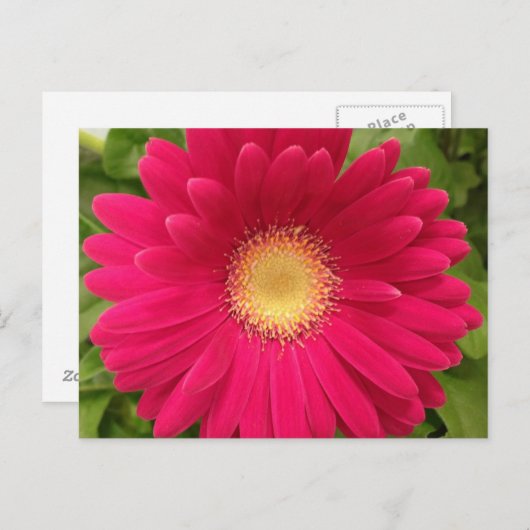 Carte postale Frame Fleur Rouge 7x5 (Devant / Derrière)
