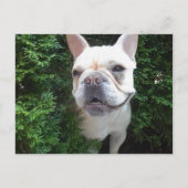 Carte Postale Français en patrouille (Devant)