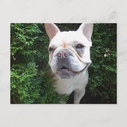 Carte Postale Français en patrouille (Devant)