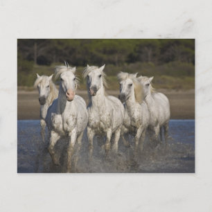 Carte Postale France, Camargue. Les chevaux courent