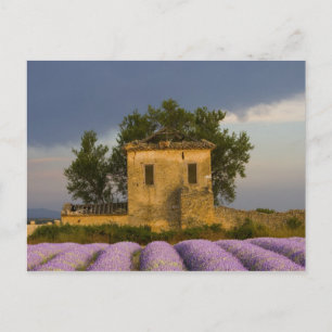 Carte Postale France, Provence. Champ de lavande et