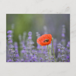 Carte Postale France, Provence. Coquelicot solitaire dans un cha