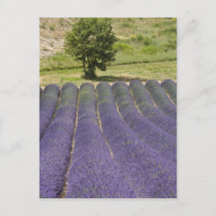 Carte Postale France, Provence. Rangées de lavande en fleurs.