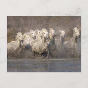 Carte Postale France, Provence. White Camargue horses running