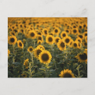 Carte Postale France, Vaucluse, champ de tournesols