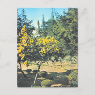 Carte Postale France vintage Corse, Monument à Napoléon