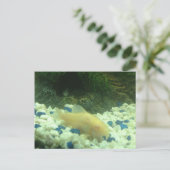 Carte Postale Francis le poisson-chat albinos (Debout devant)