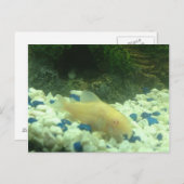 Carte Postale Francis le poisson-chat albinos (Devant / Derrière)