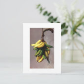 Carte Postale Francisco Oller Platanos Amarillos (Debout devant)