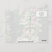 Carte Postale Francoise Rose Rambler Rose Juranville sur Pergol (Dos)