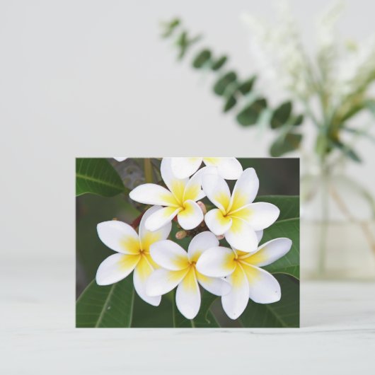 Carte Postale Frangipani (Debout devant)