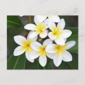 Carte Postale Frangipani (Devant)