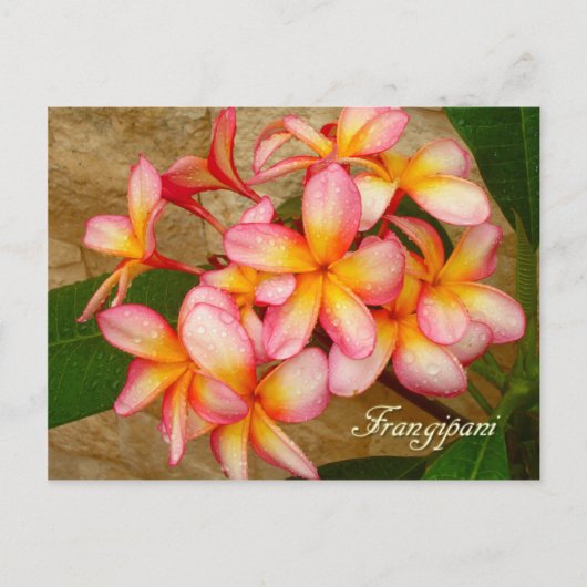 Carte Postale Frangipani (Devant)