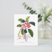 Carte Postale Frangipani (Debout devant)