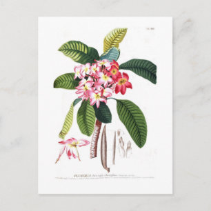 Carte Postale Frangipani