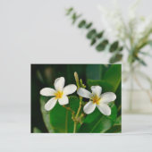 Carte Postale Frangipani blanc (Debout devant)