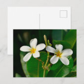 Carte Postale Frangipani blanc (Devant / Derrière)
