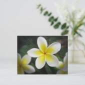 Carte Postale Frangipani Et Raindrops (Debout devant)