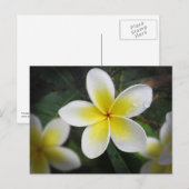 Carte Postale Frangipani Et Raindrops (Devant / Derrière)