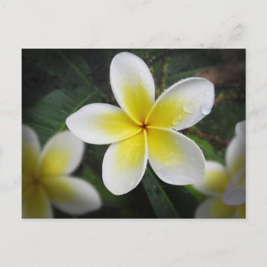 Carte Postale Frangipani Et Raindrops (Devant)