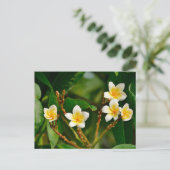 Carte Postale Frangipani jaune (Debout devant)