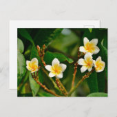 Carte Postale Frangipani jaune (Devant / Derrière)