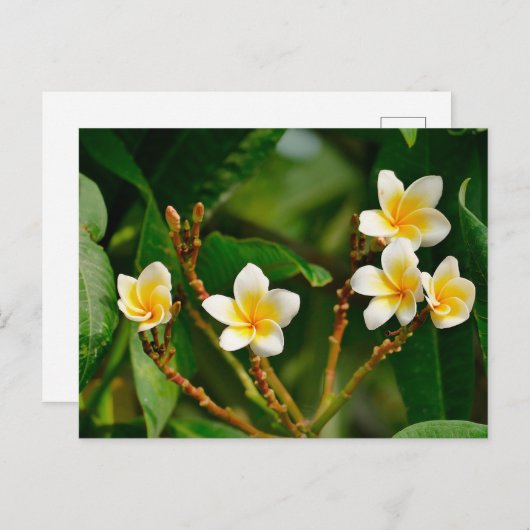 Carte Postale Frangipani jaune (Devant / Derrière)