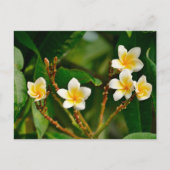 Carte Postale Frangipani jaune (Devant)