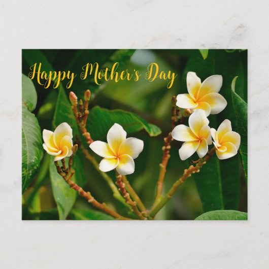 Carte Postale Frangipani jaune (Devant)