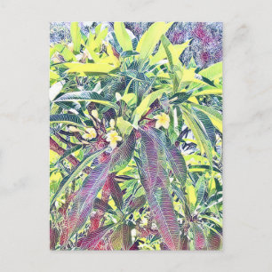 Carte Postale Frangipani Tree Cairns Australie tropicale