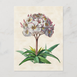 Carte Postale Frangipani Vintage Botanique