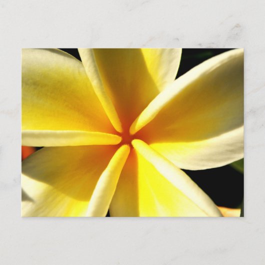 Carte Postale frangipanier (Devant)
