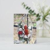 Carte Postale Frank, Leo et Mandarin (Debout devant)